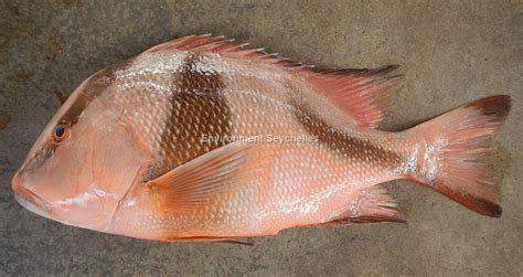 lutjanus fish|Effect of replacing darkness with dim light in the larviculture of red .